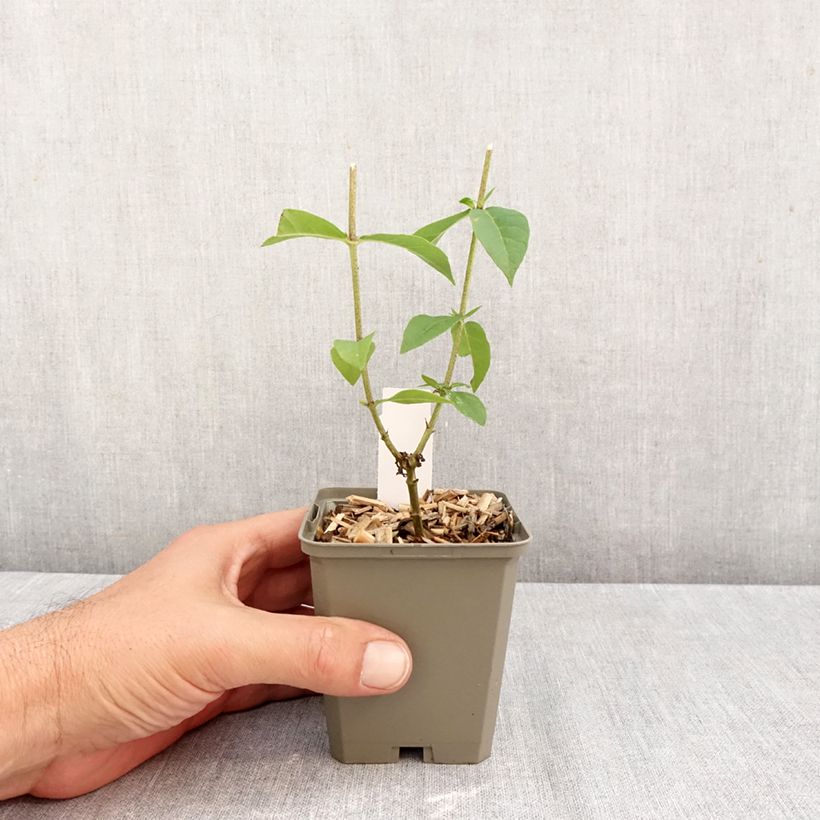 Amostra de Phlox paniculata Jeana Vaso de 8/9 cm tal como entregue no outono