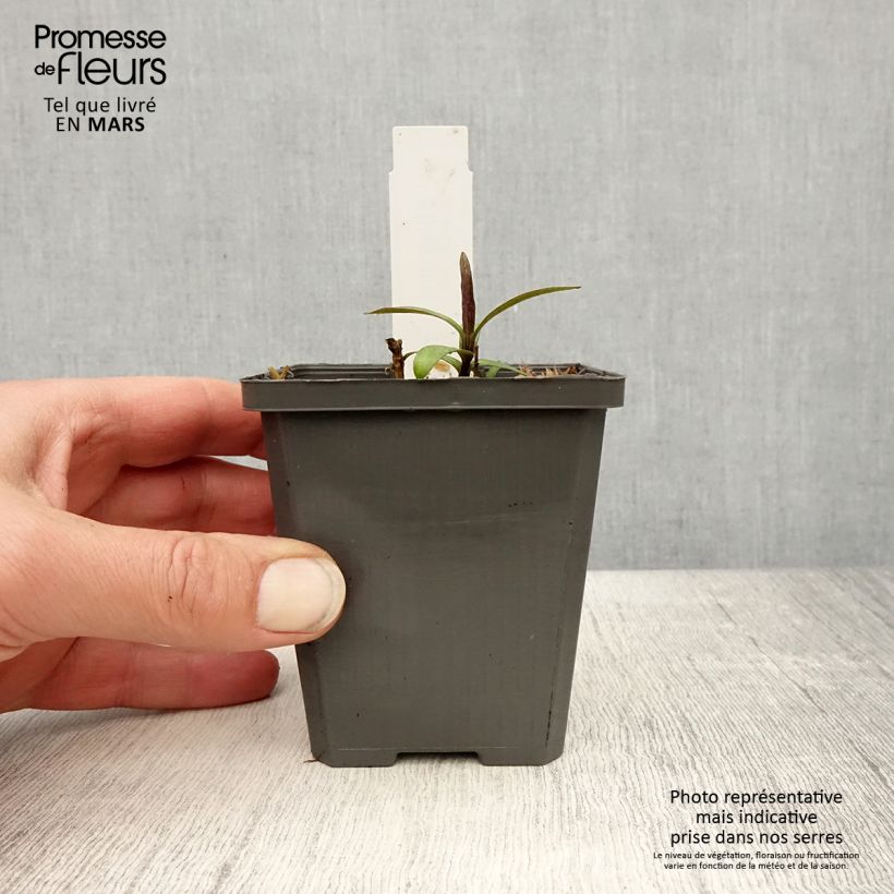 Amostra de Phlox paniculata Jeana Vaso de 8/9 cm tal como entregue na primavera