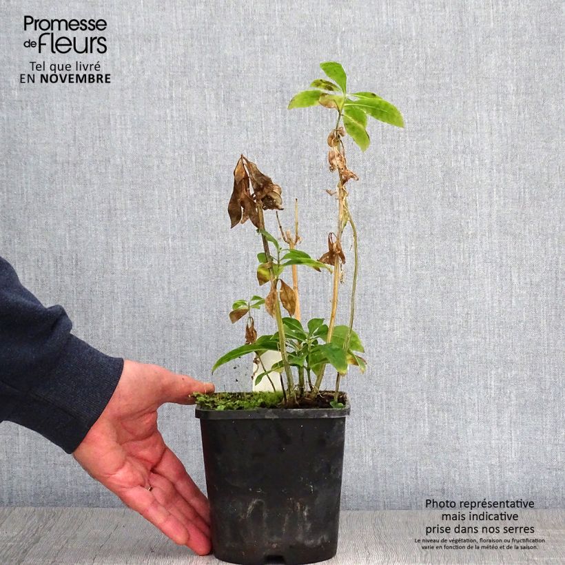 Amostra de Phlox paniculata Laura Pot de 1,5L/2L tal como entregue no outono