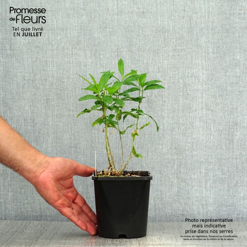 Amostra de Phlox paniculata Laura Vaso de 1,5 L/2 L tal como entregue no verão