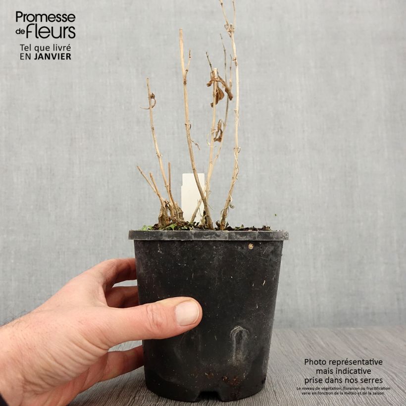 Amostra de Phlox paniculata Laura Vaso de 1,5 L/2 L tal como entregue no inverno