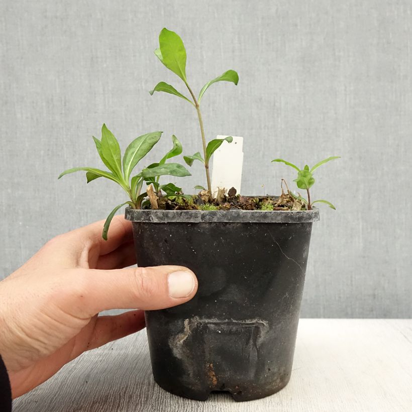 Amostra de Phlox paniculata Laura Vaso de 1,5 L/2 L tal como entregue na primavera