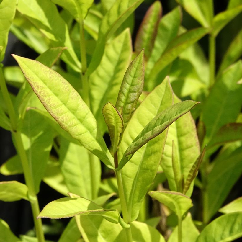 Phlox paniculata Little Laura (Folhagem)