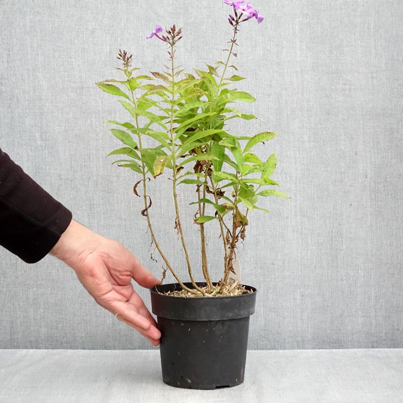 Amostra de Phlox paniculata Little Laura Vaso de 2 L/3 L tal como entregue no outono