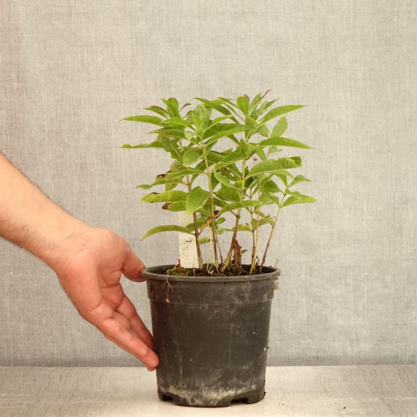 Amostra de Phlox paniculata Little Laura Vaso de 2 L/3 L tal como entregue no verão