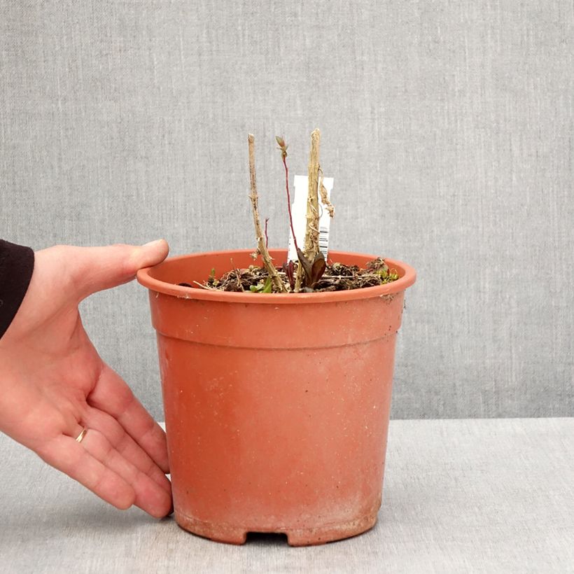 Amostra de Phlox paniculata Little Laura Vaso de 2 L/3 L tal como entregue na primavera