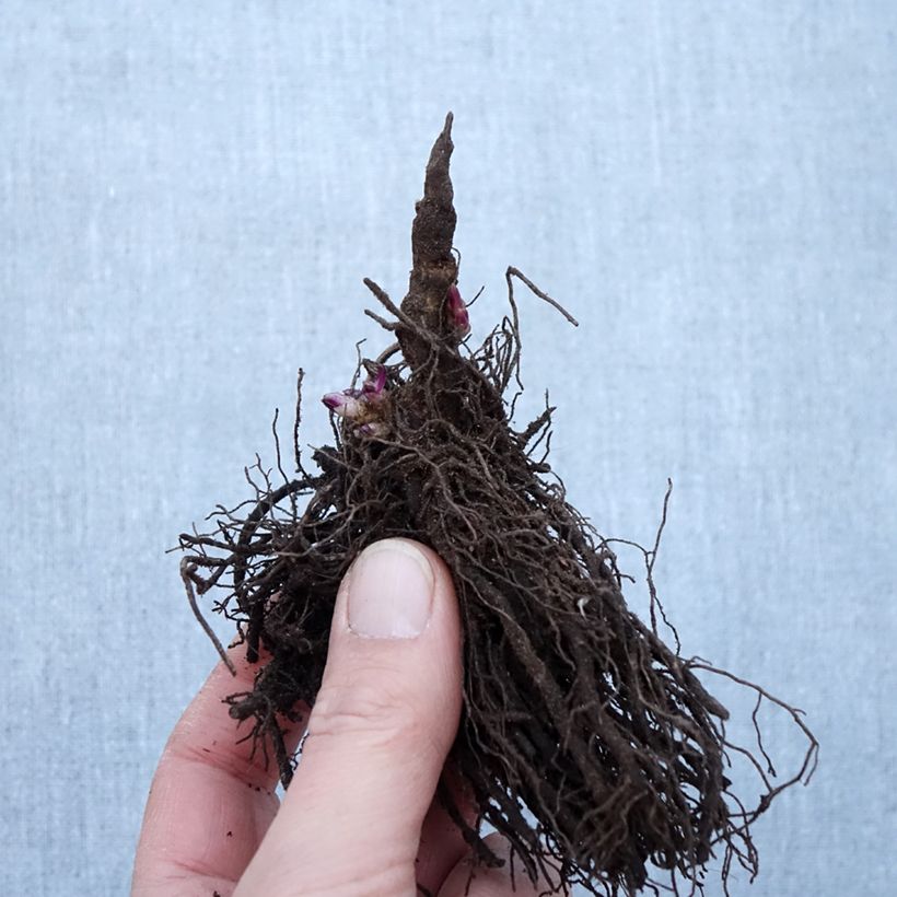 Amostra de Phlox paniculata Little Laura Raízes nuas tal como entregue no inverno