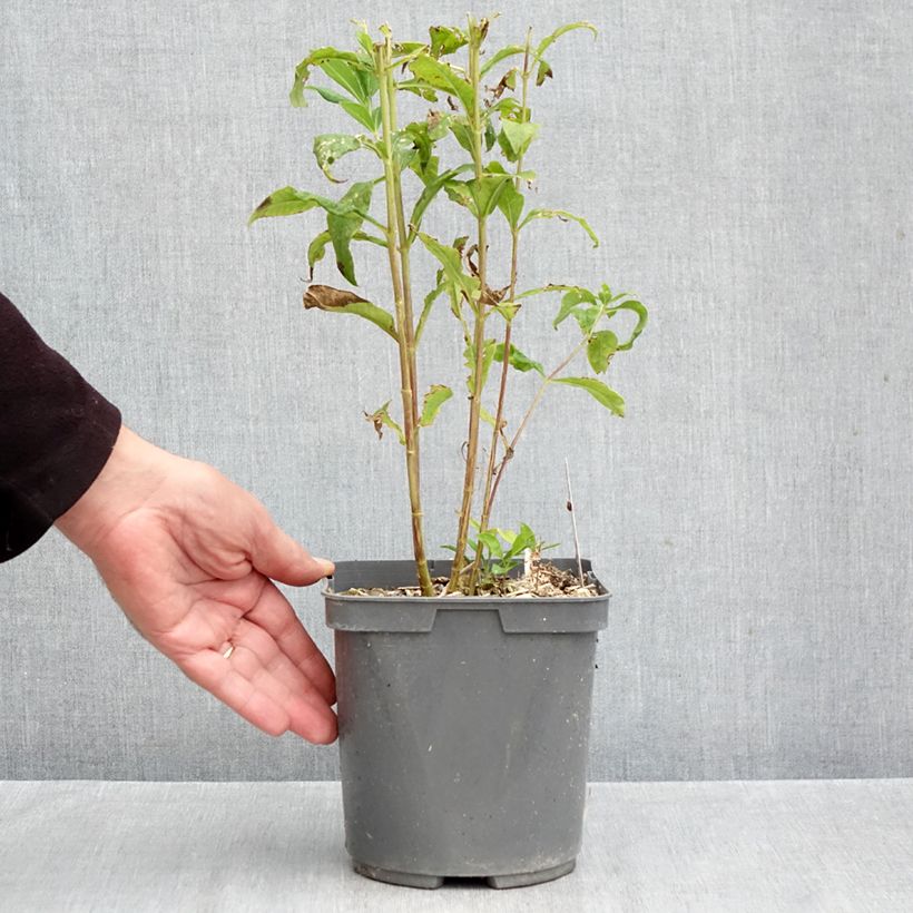 Amostra de Phlox paniculata Mike's Favourite Vaso de 2 L/3 L tal como entregue no outono