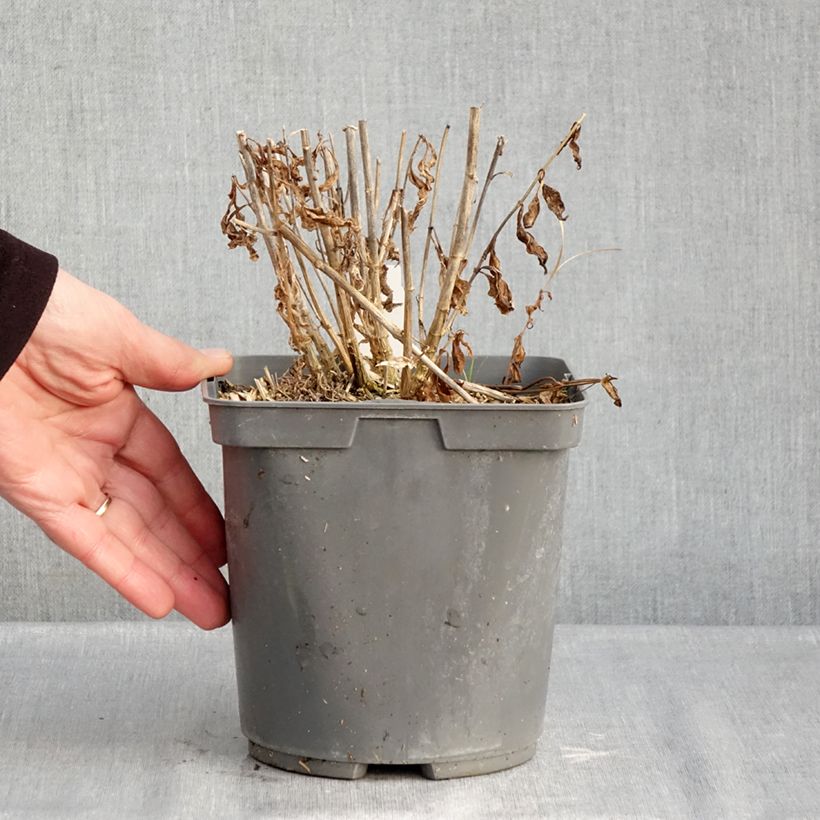 Amostra de Phlox paniculata Mike's Favourite Vaso de 2 L/3 L tal como entregue no inverno