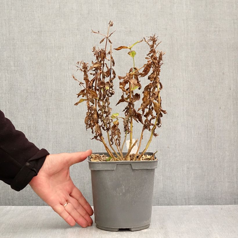 Amostra de Phlox paniculata Modern Art Pot de 2L/3L tal como entregue no outono