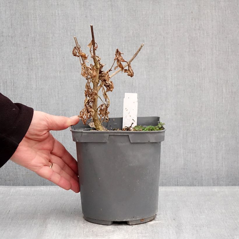 Amostra de Phlox paniculata Modern Art Vaso de 2 L/3 L tal como entregue no inverno