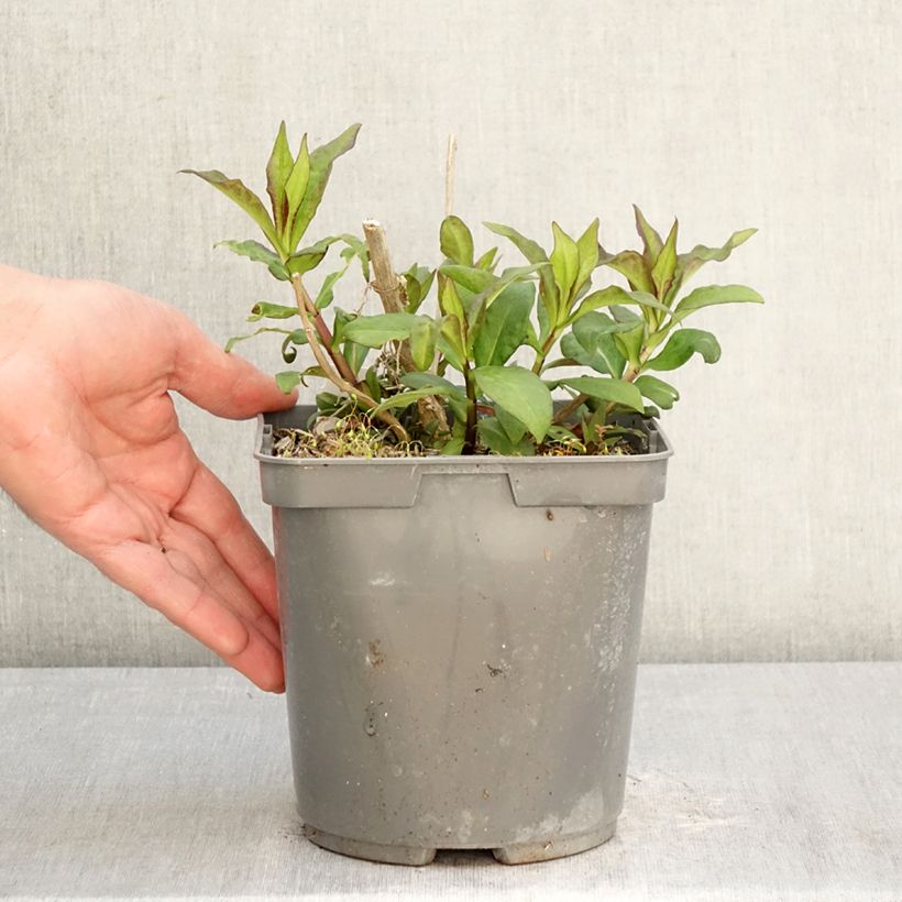 Amostra de Phlox paniculata Modern Art Vaso de 2 L/3 L tal como entregue na primavera