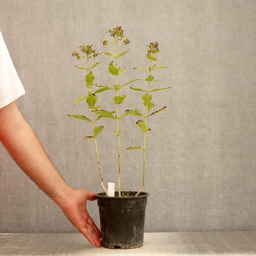 Amostra de Phlox paniculata Mystic Green Vaso de 2 L/3 L tal como entregue no verão