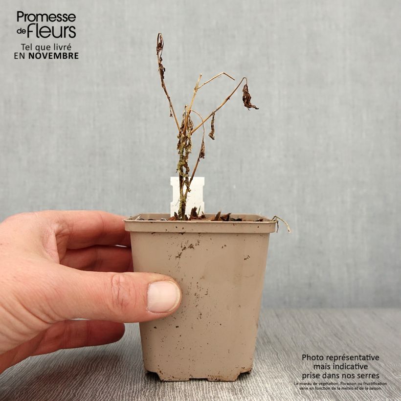 Amostra de Phlox paniculata Olympus Vaso de 8/9 cm tal como entregue no outono