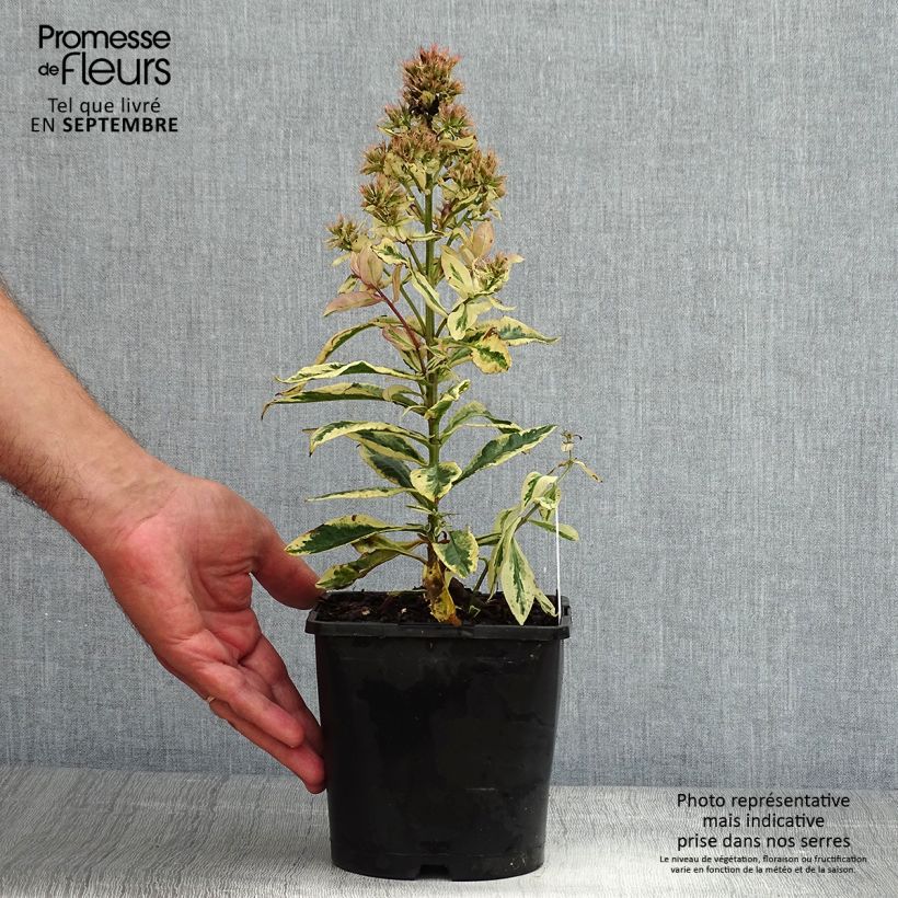 Amostra de Phlox paniculata Olympus Vaso de 1,5 L/2 L tal como entregue no verão
