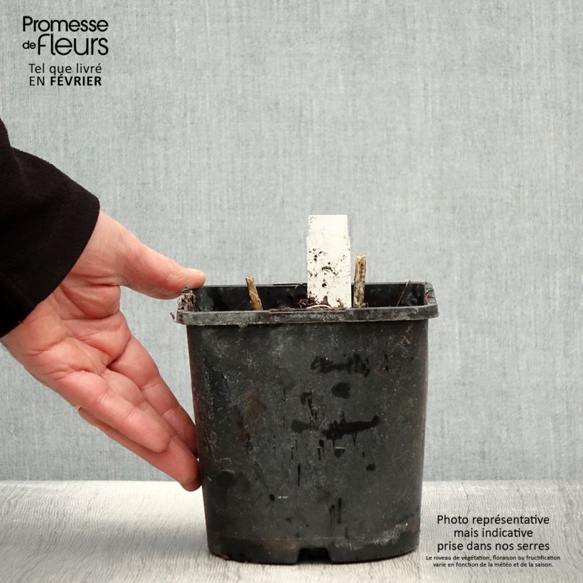 Amostra de Phlox paniculata Olympus Vaso de 1,5 L/2 L tal como entregue no inverno