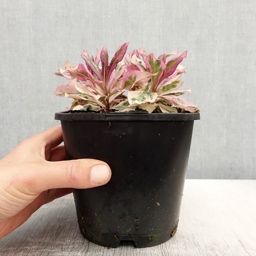 Amostra de Phlox paniculata Olympus Vaso de 1,5 L/2 L tal como entregue na primavera