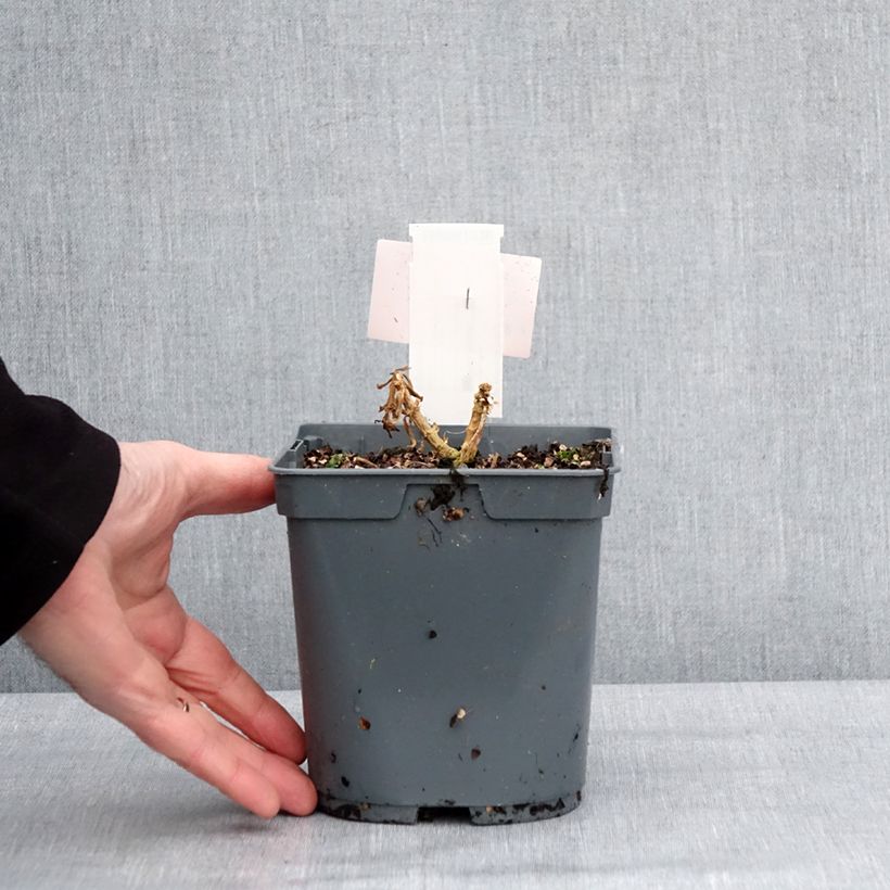 Amostra de Phlox paniculata Orange Perfection Vaso de 2 L/3 L tal como entregue no inverno