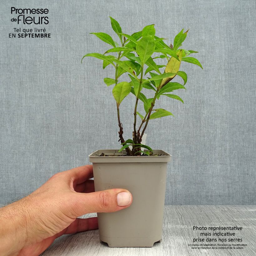 Amostra de Phlox paniculata Orange Perfection Vaso de 7/8 cm tal como entregue no verão