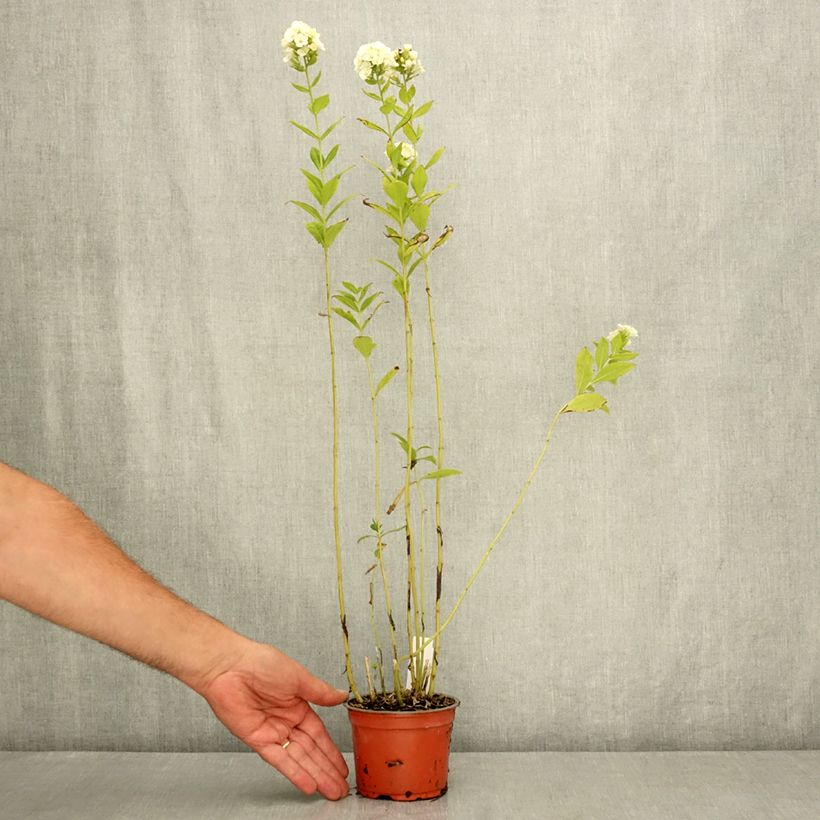 Amostra de Phlox paniculata Orchid Green Vaso de 12 cm/13 cm tal como entregue no verão