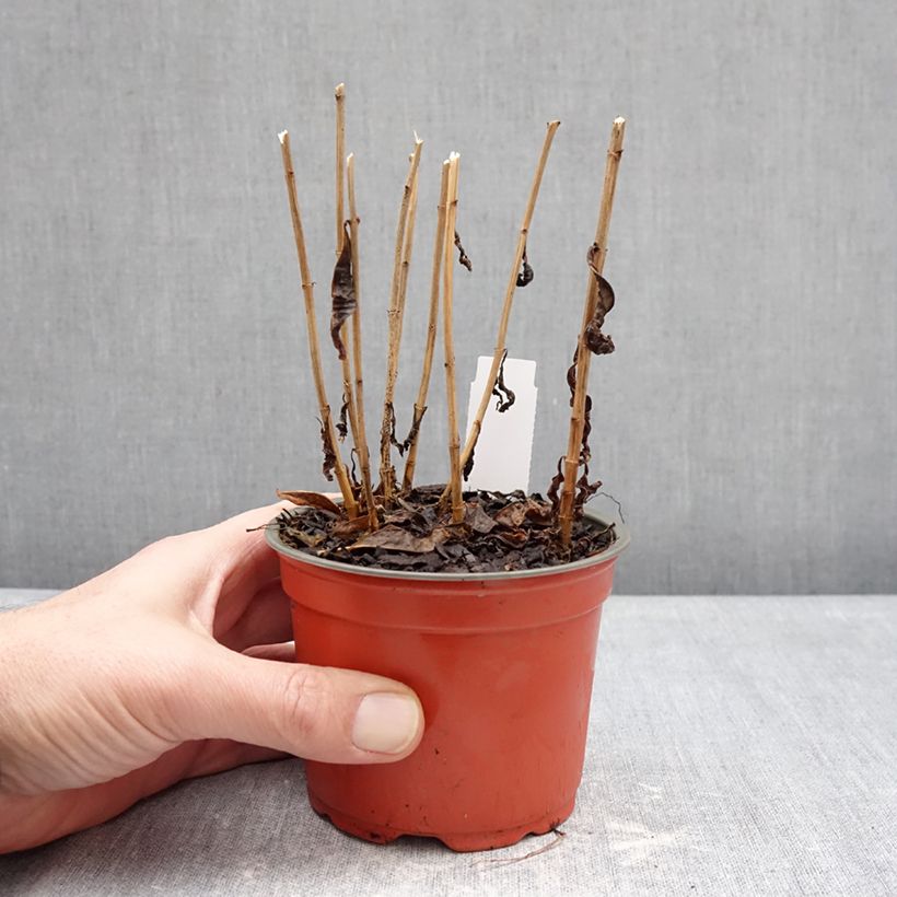 Amostra de Phlox paniculata Orchid Green Vaso de 12 cm/13 cm tal como entregue no inverno