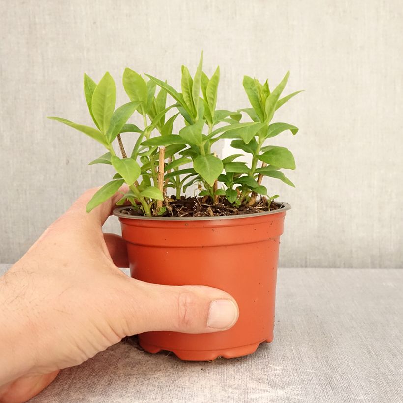 Amostra de Phlox paniculata Orchid Green Vaso de 12 cm/13 cm tal como entregue na primavera
