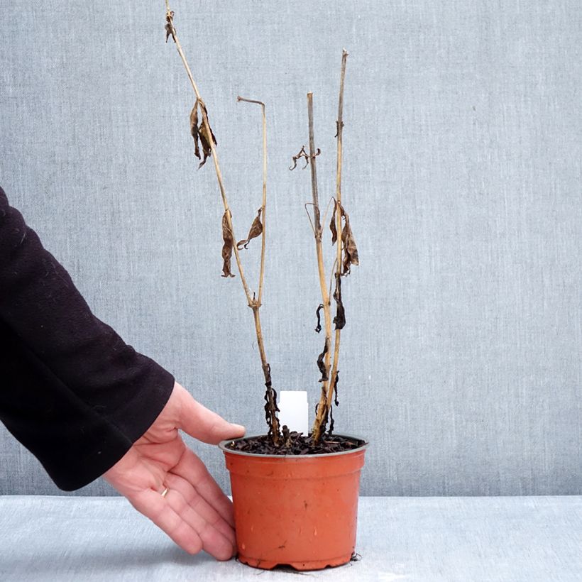 Amostra de Phlox paniculata Orchid Yellow Vaso de 12 cm/13 cm tal como entregue no inverno