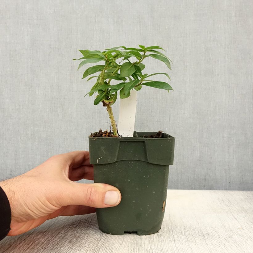 Amostra de Phlox paniculata Peppermint Twist Vaso de 8/9 cm tal como entregue no outono