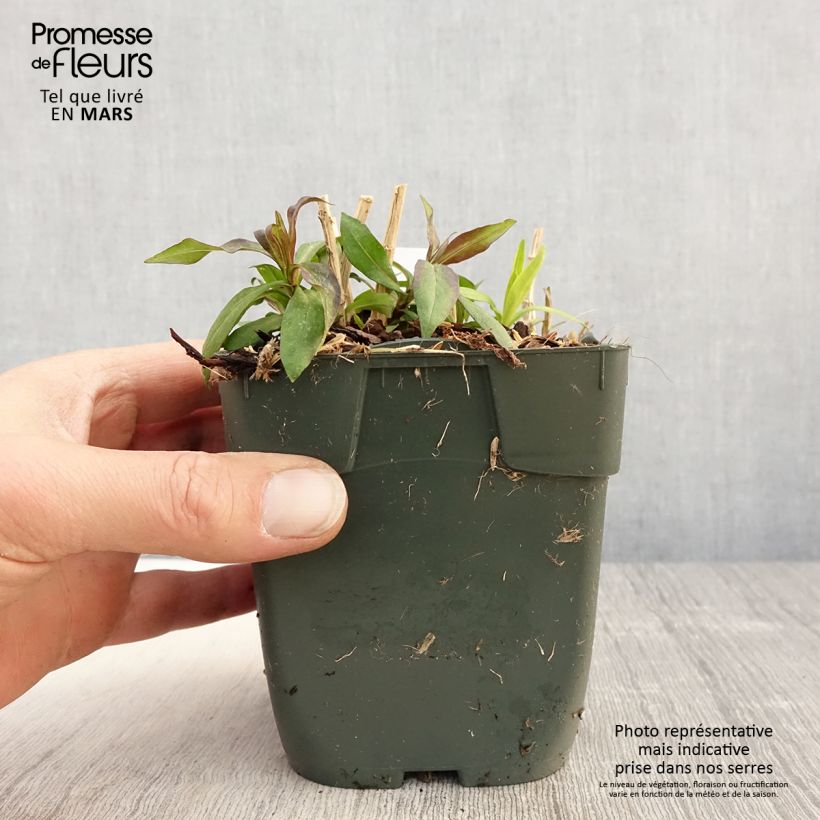 Amostra de Phlox paniculata Peppermint Twist Vaso de 8/9 cm tal como entregue na primavera