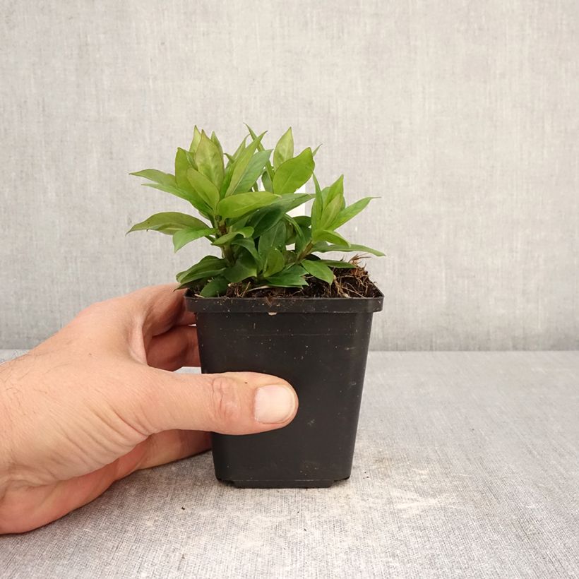 Amostra de Phlox paniculata Pink Eye Flame Vaso de 8/9 cm tal como entregue na primavera