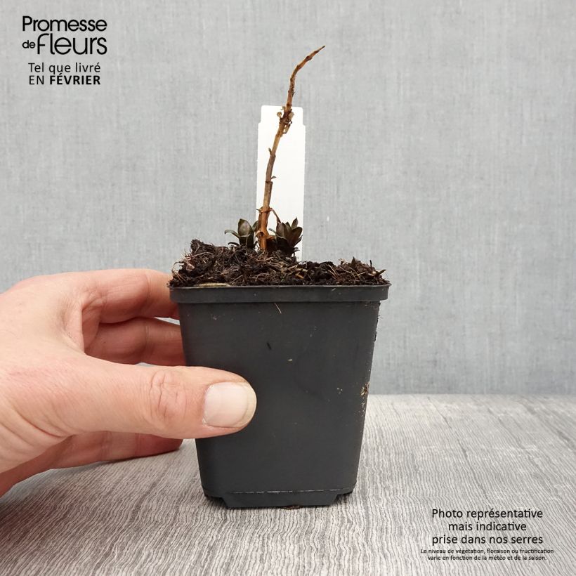 Amostra de Phlox paniculata Pink Eye Flame Vaso de 8/9 cm tal como entregue no inverno