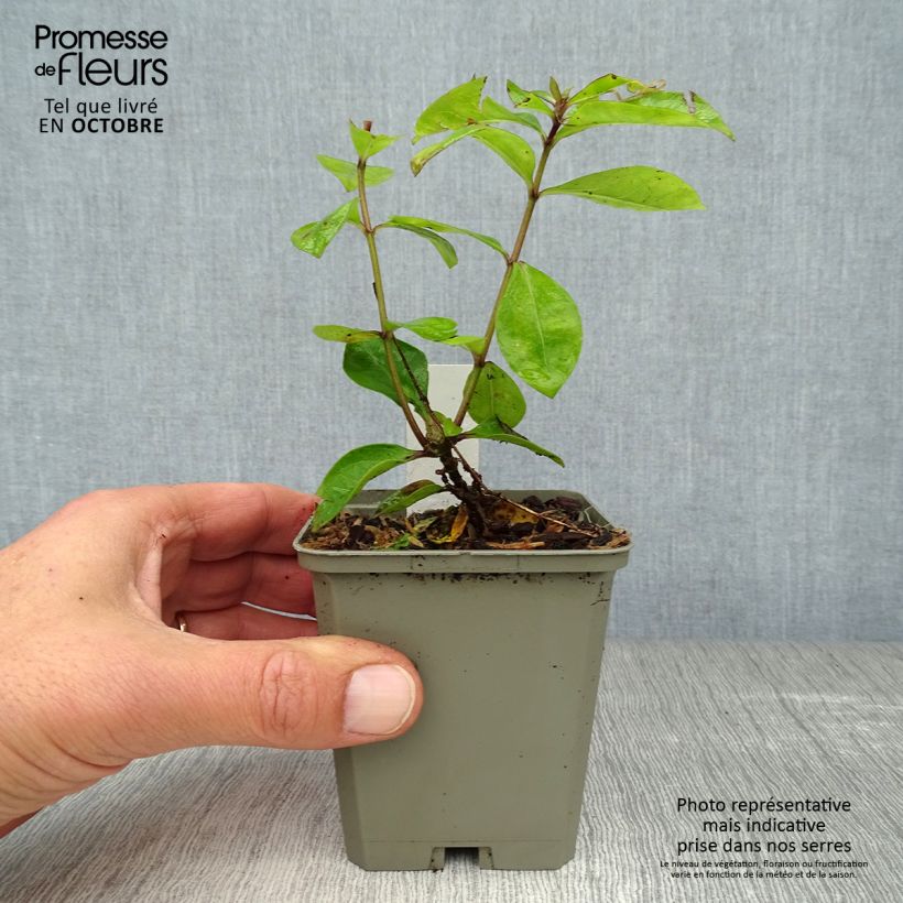 Amostra de Phlox paniculata Purple Eye Flame Vaso de 8/9 cm tal como entregue no outono