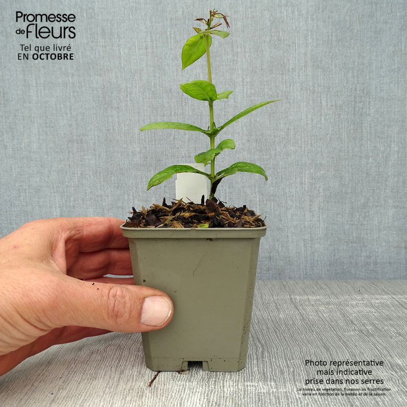 Amostra de Phlox paniculata Purple Flame Vaso de 8/9 cm tal como entregue no outono