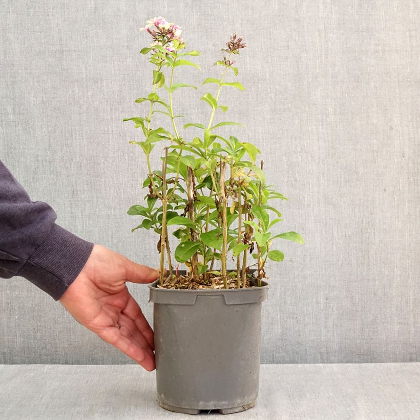 Amostra de Phlox paniculata Sherbet Blend® Vaso de 2 L/3 L tal como entregue no outono