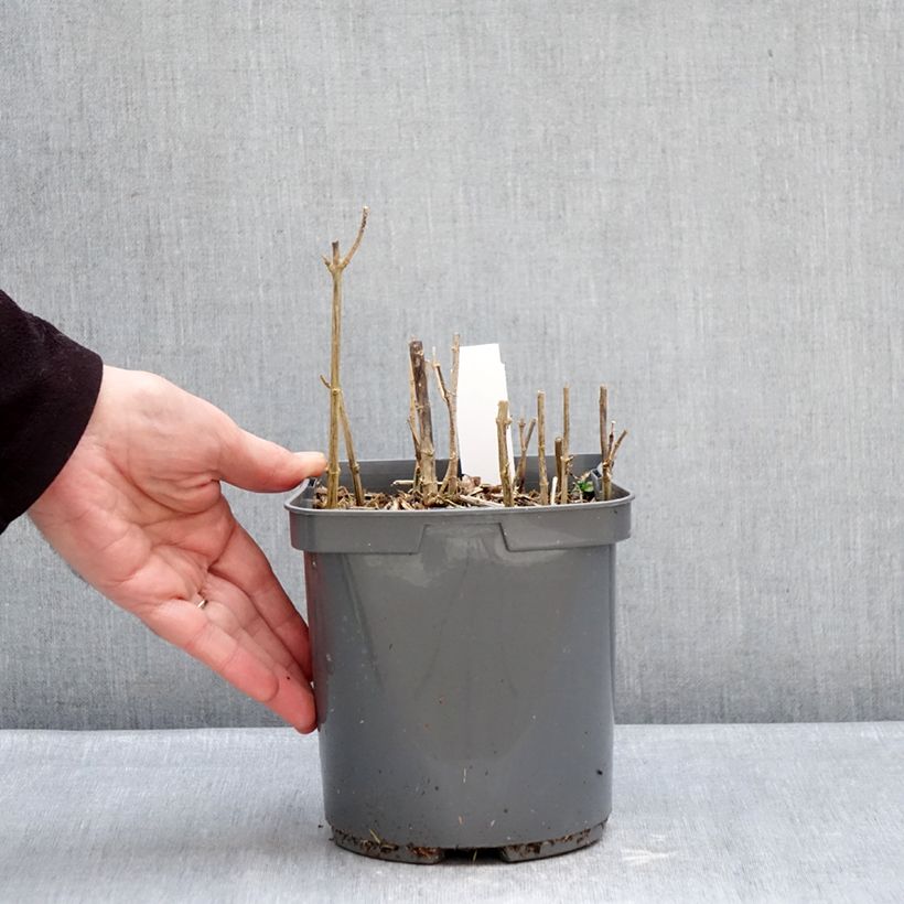 Amostra de Phlox paniculata Sherbet Blend® Vaso de 2 L/3 L tal como entregue no inverno