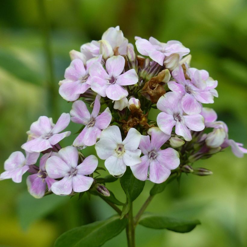 Phlox paniculata Sherbet Cocktail (Floração)