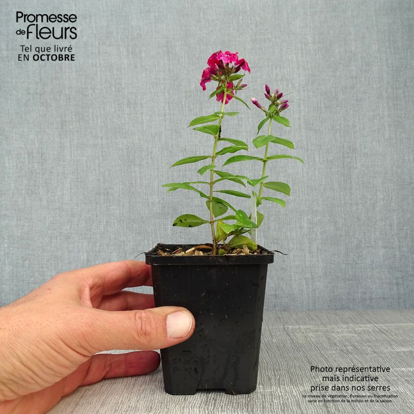 Amostra de Phlox paniculata Starfire Vaso de 8/9 cm tal como entregue no outono