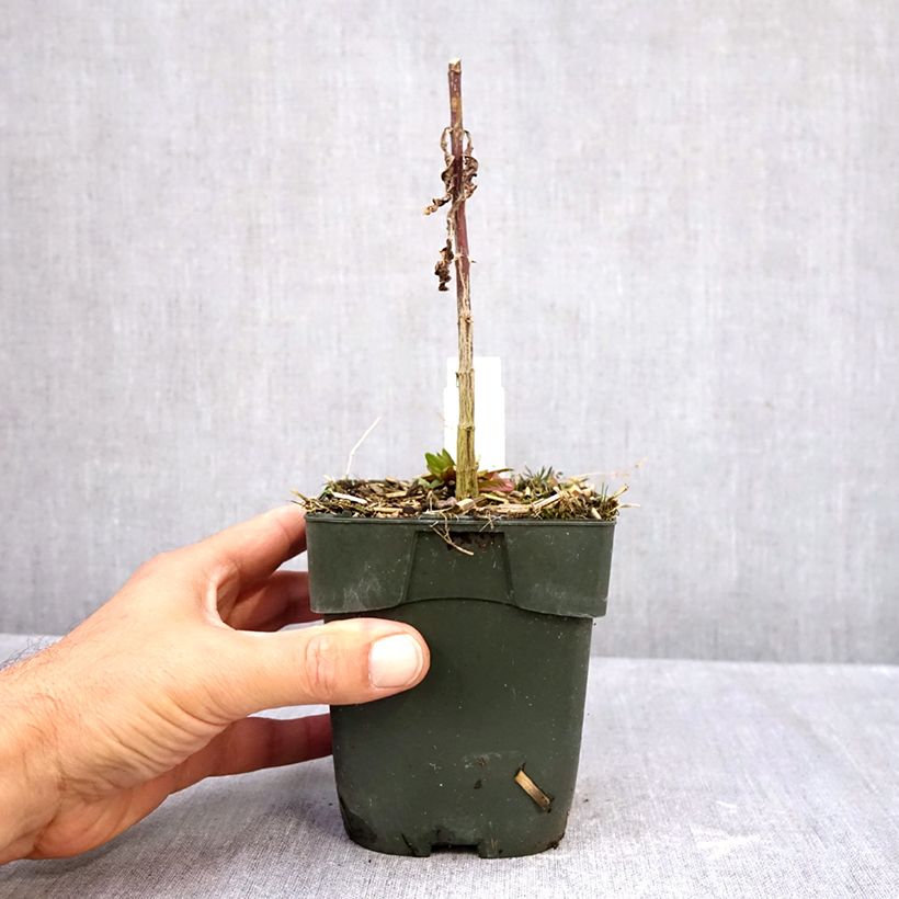 Amostra de Phlox paniculata Starfire Vaso de 1,5 L/2 L tal como entregue no outono