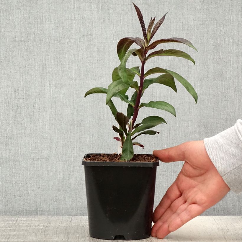 Amostra de Phlox paniculata Starfire Vaso de 1,5 L/2 L tal como entregue na primavera