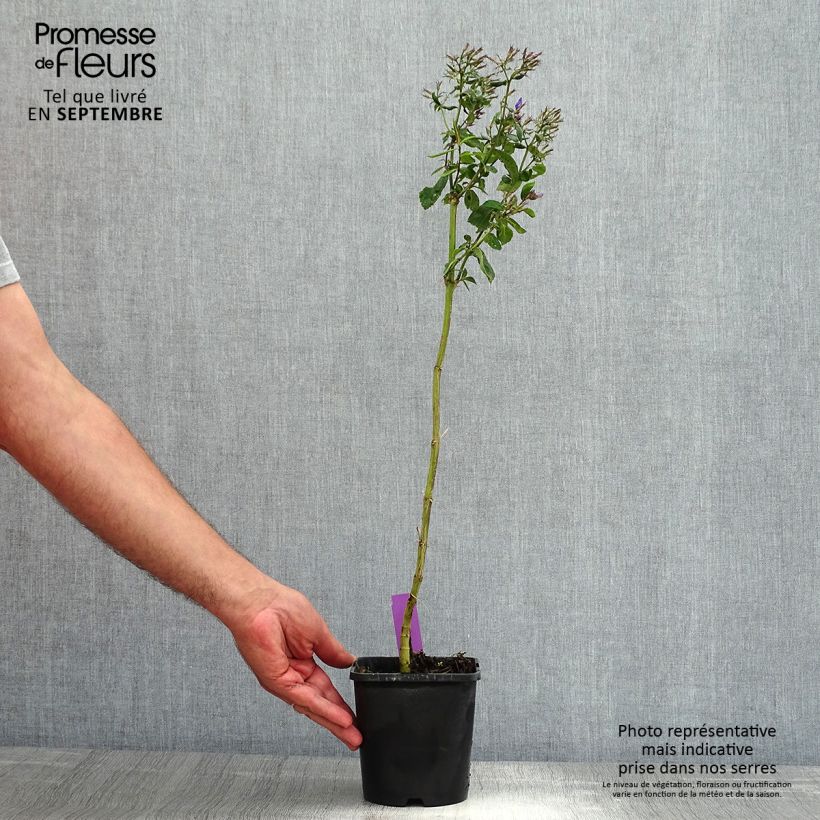 Amostra de Phlox paniculata Starfire Vaso de 1,5 L/2 L tal como entregue no verão