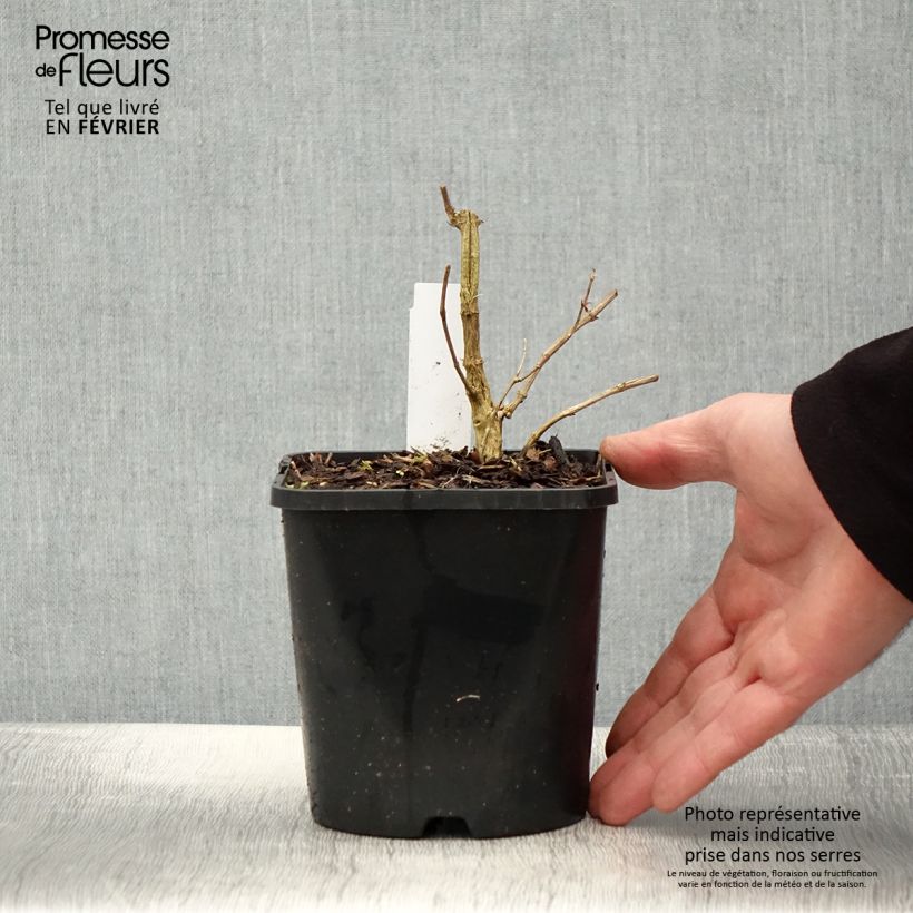 Amostra de Phlox paniculata Starfire Vaso de 1,5 L/2 L tal como entregue no inverno