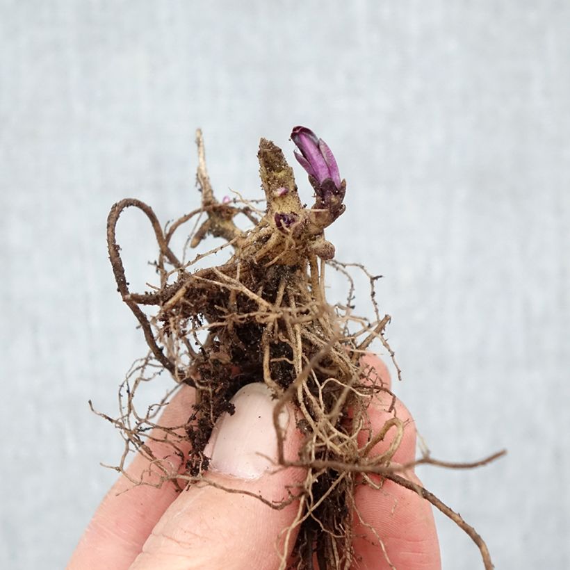 Amostra de Phlox paniculata Starfire Raízes nuas tal como entregue no inverno