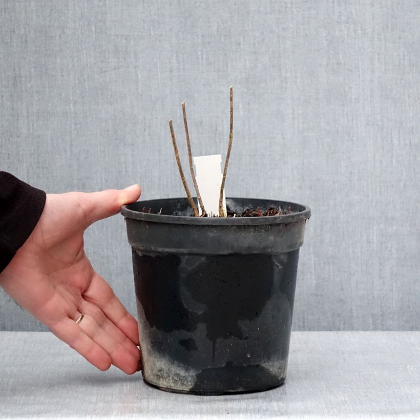 Amostra de Phlox paniculata Stars and Stripes Vaso de 2 L/3 L tal como entregue no inverno