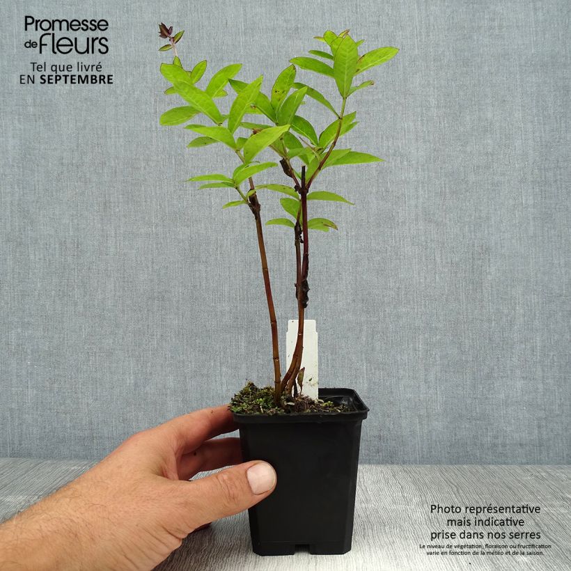 Amostra de Phlox paniculata The King Vaso de 8/9 cm tal como entregue no verão