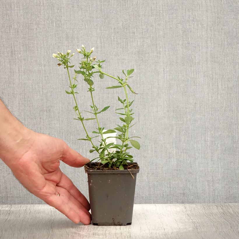 Amostra de Phlox paniculata Tiara Vaso de 8/9 cm tal como entregue no verão