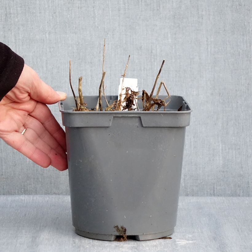 Amostra de Phlox paniculata Twister Vaso de 2 L/3 L tal como entregue no inverno