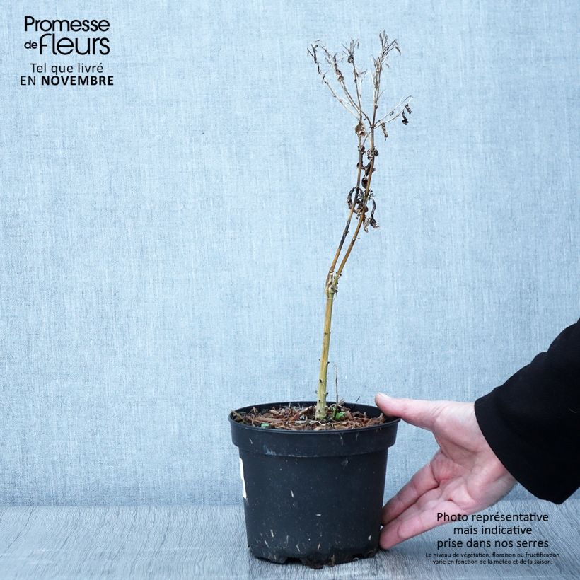 Amostra de Phlox paniculata Uspech Pot de 2L/3L tal como entregue no outono