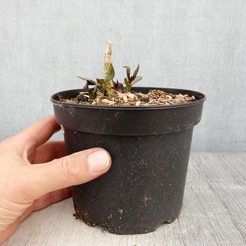 Amostra de Phlox paniculata Uspech Vaso de 2 L/3 L tal como entregue na primavera