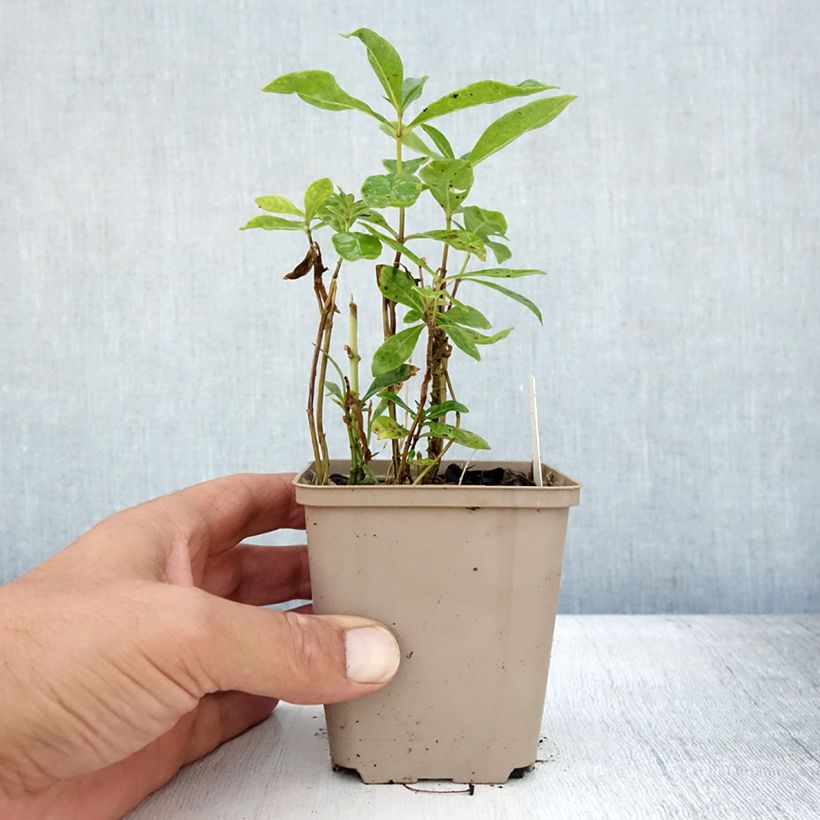 Amostra de Phlox paniculata Uspech Vaso de 8/9 cm tal como entregue no verão
