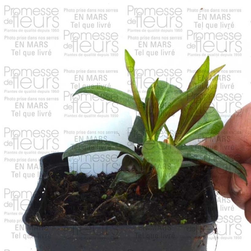 Exemplo de amostra de Phlox paniculata Violet Flame Godet de 8/9 cm tal como entregue